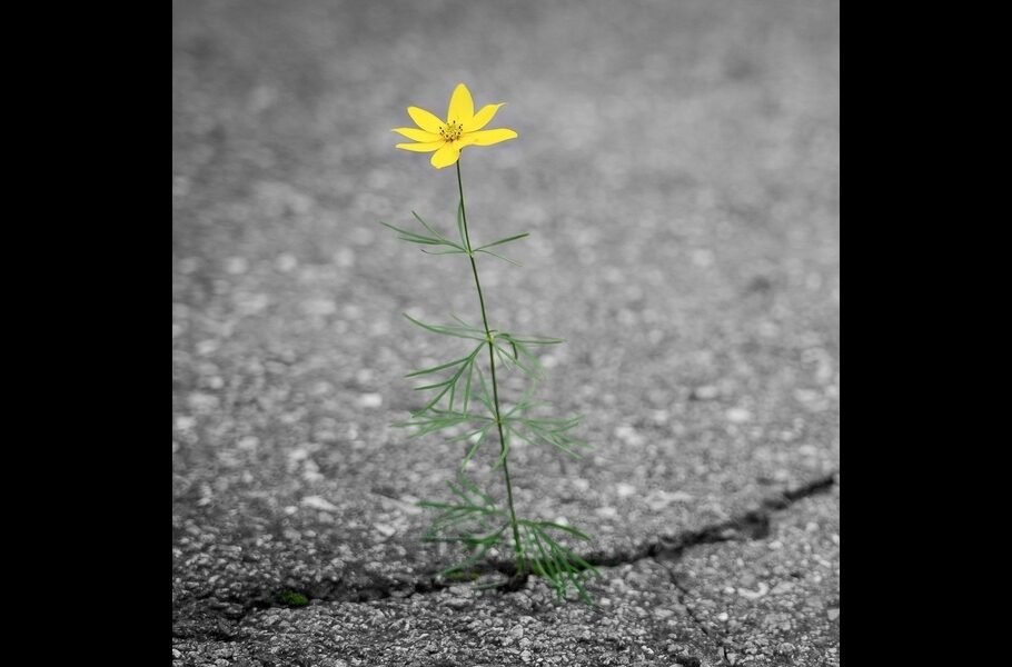 Mental Fortitude & Resilience Cultivates Strength For Lasting Wellness